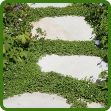 Compact Growth Habit of Corsican Mint Between Stepping Stones