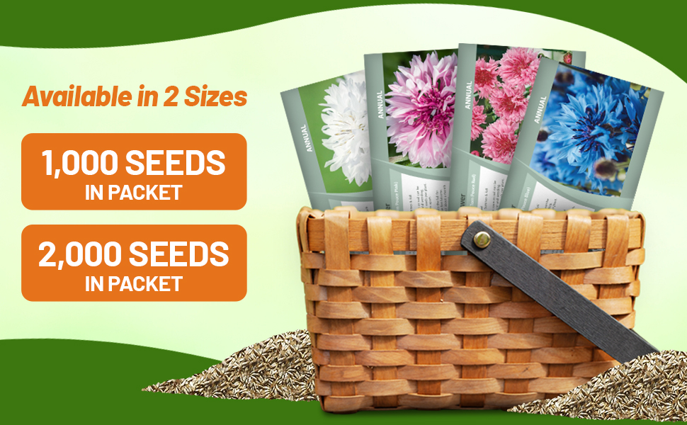 Compact Low Growing Cornflower Bachelor Button Seed Packets For planting