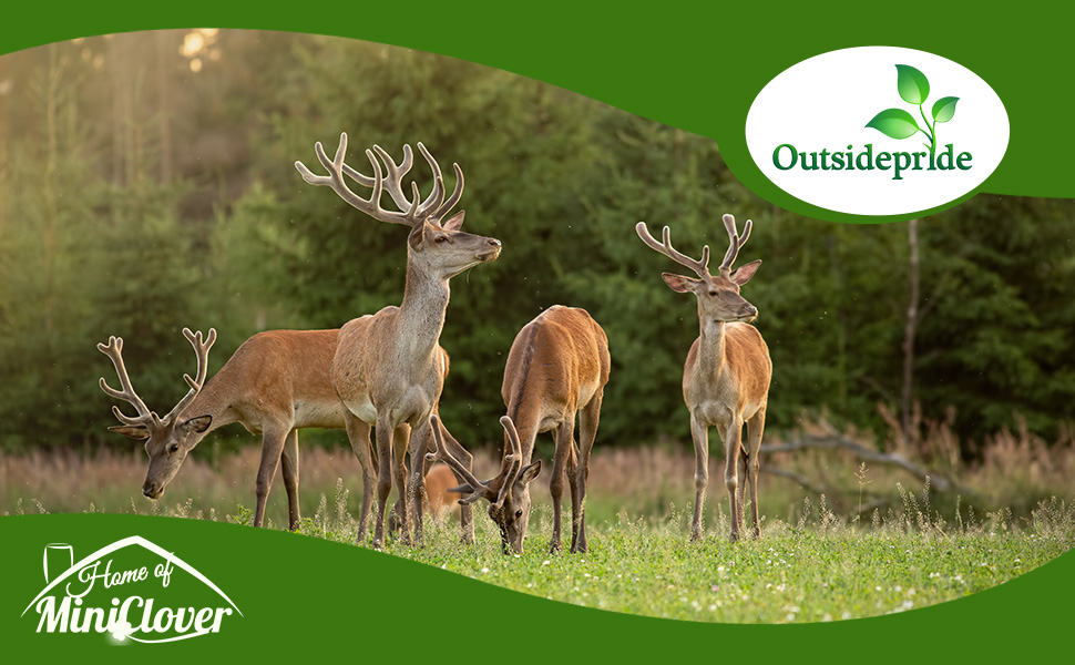 Sweet Spot Deer Food Plot Seed