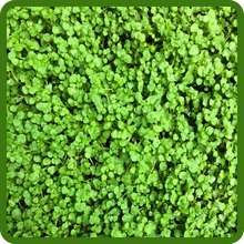 Ground Hugging Corsican Mint