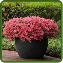 Shock Wave Petunia Pink Flowers in Container