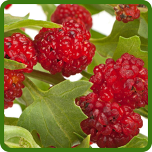 Edible Strawberry Spinach Berry-like Fruits
