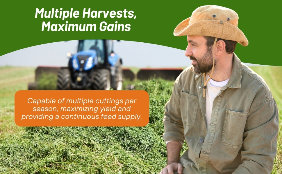 High Protein Alfalfa Seed