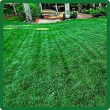 SPF-30 Drought & Heat Tolerant Grass Seed