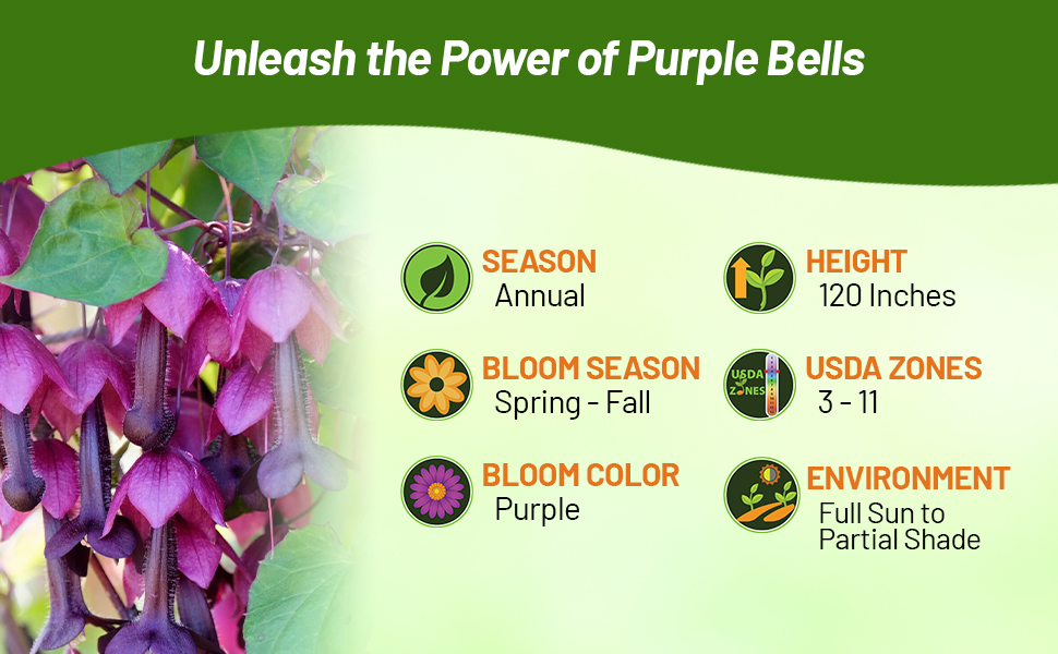 Annual Purple Bell Vine Blooming Spring To Fall Full Sun to Partial Shade