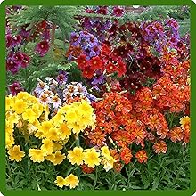 Vibrant Color Variety of Painted Tongue Flowers