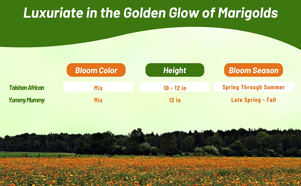 Bloom Season, Height, & Color Chart of Taishan & Yummy Mummy African Marigold Flowers