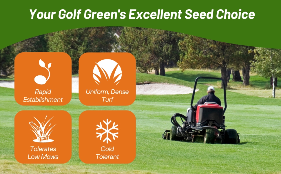 Closing Mowing, Wear Tolerant Creeping Bluegrass Fairway & Putting Green Seeds