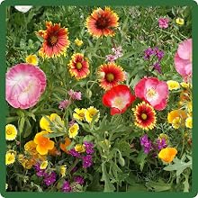 Southwest Wildflower Seed Mixture For SW States