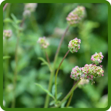 Salad Burnet Unique Red Flower Spikes