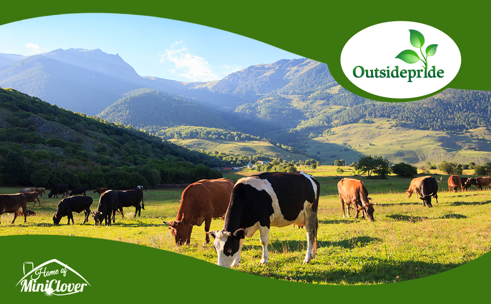 Pasture Forage Grass Grown From Seed
