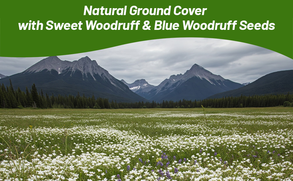 Wildlfower Meadow of Woodruff Flowers