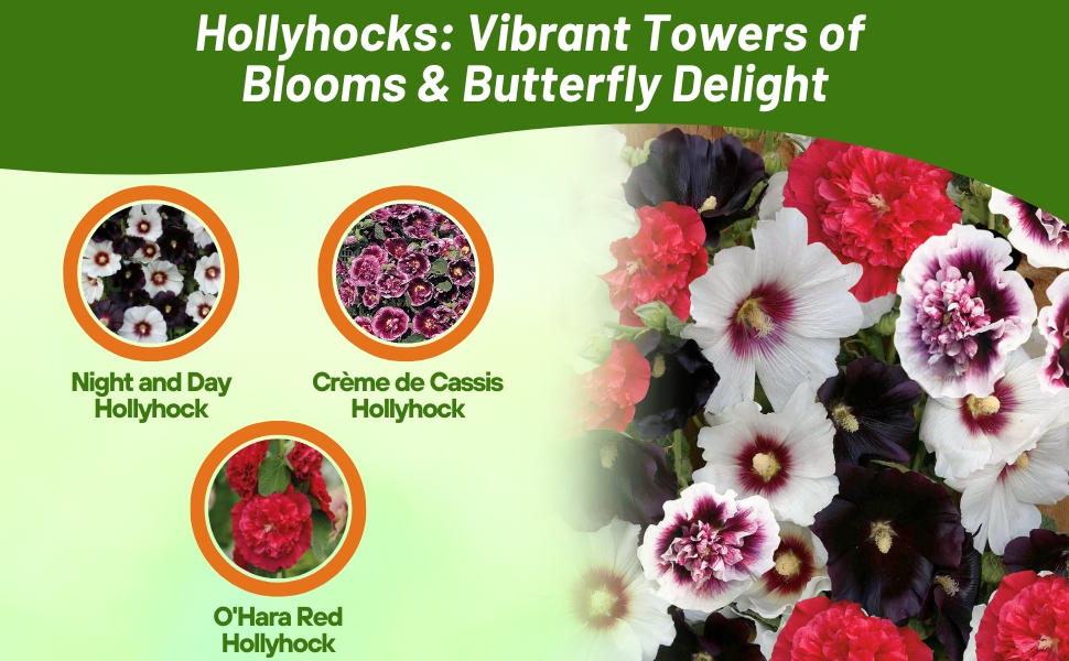 Three Varieties of Hollyhock Which Attract Butterflies