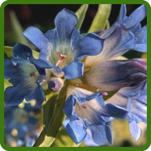 Long-Lived Perennial Gentian Plant