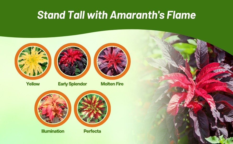 Varieties of Amaranthus Seed Packets For Sale From Outsidepride