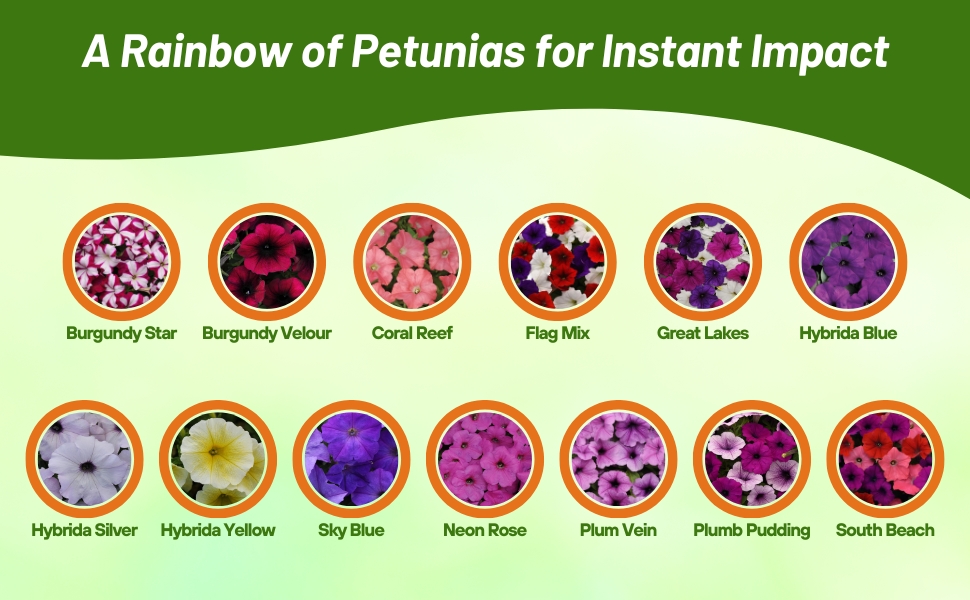 Varieties of Easy Wave Petunia Flowers