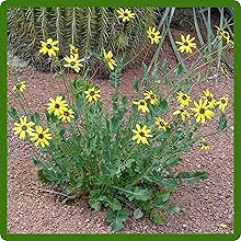 Drought Tolerant Chocolate Flower