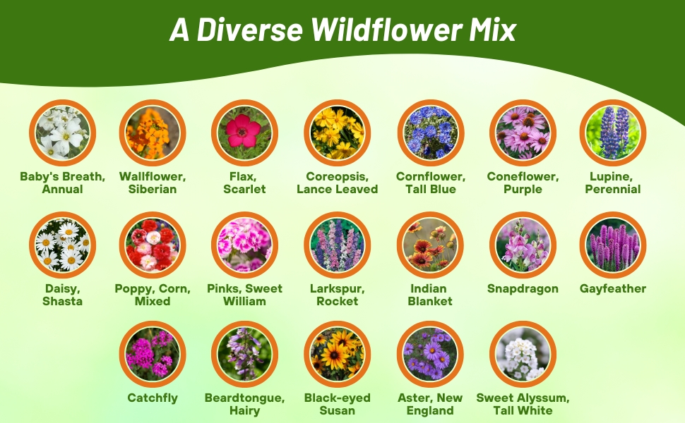 Flower Varieties in Northeastern Wildflower Seed Mixture
