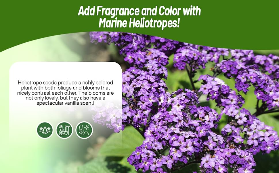 Vanilla Scented Heliotrope Flowers
