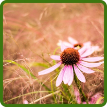 Echinacea purpurea Purple Coneflower For Erosion Control