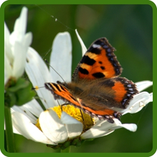 Pollinating Butterfly on Chrysanthemum Shasta Daisy Flower