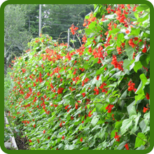 Fast-Growing and Vigorous Scarlet Runner Bean Vines