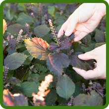 Annual Herb Perilla Beefsteak Plants