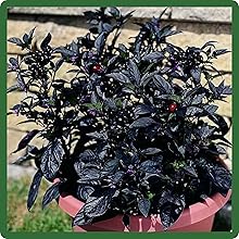 Black Pearl Ornamental Pepper Container Plant