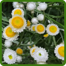 Ammobium Silvery-White Everlasting Blooms