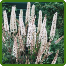 Cimicifuga Black Cohosh Flowering White Spikes
