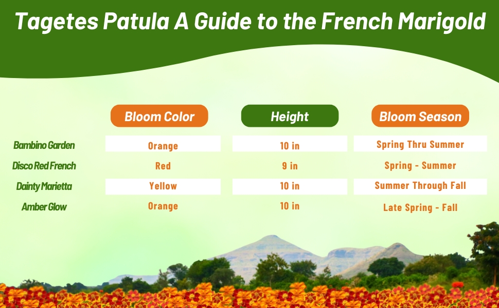 Bloom Season, Color, & Height Chart of Tagetes French Marigold