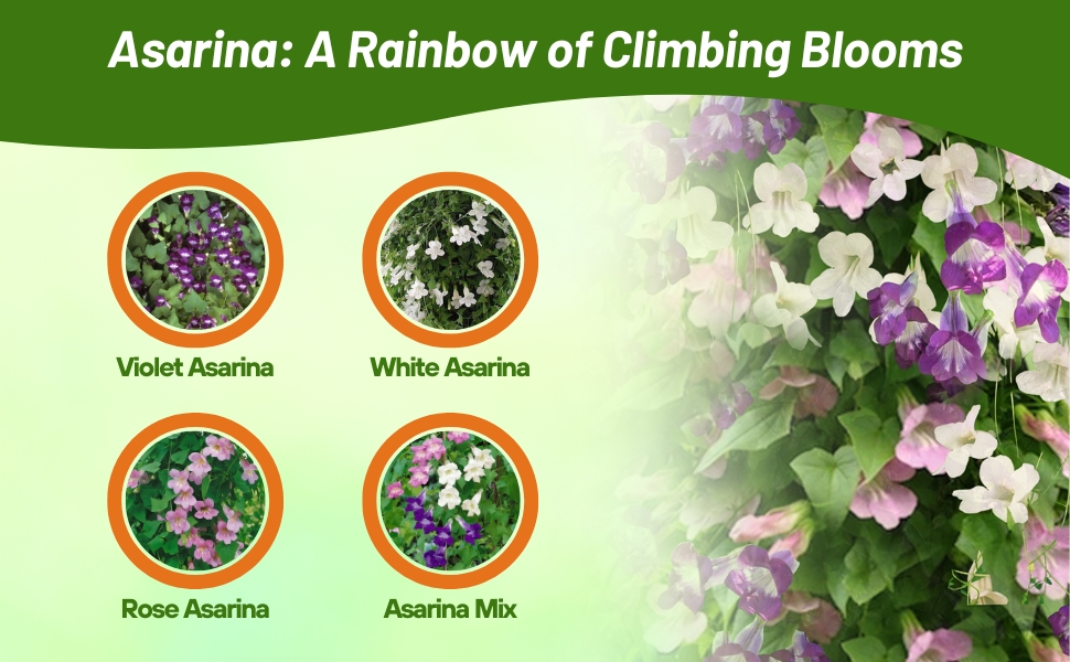 Violet, White, Rose, & Mix Asarina Scandens Climbing Snapdragon Vines
