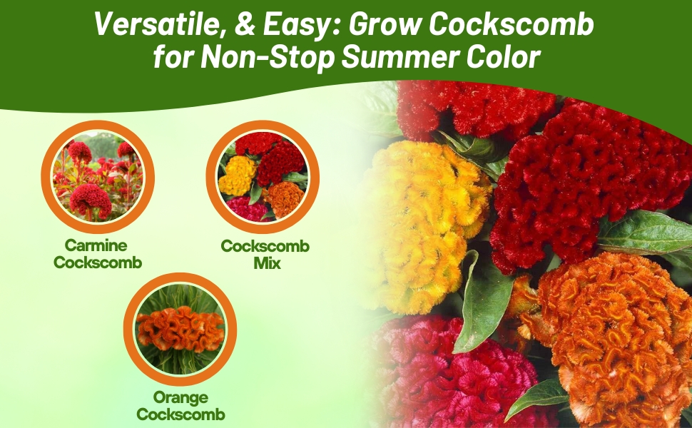 Carmine, Orange, and Mix of Cockscomb Flower Seeds