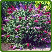 Butterfly Bush Great Floral Attraction