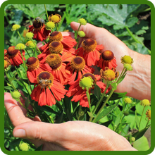 Long Blooming Helenium Sneezeweed Flowers