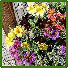 Heat & Drought Tolerant Painted Tongue Plants
