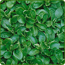 Corn Salad Vegetable With Dense, Clustered Foliage