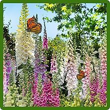 Foxglove With Butterfly & Pollinators