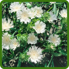 Stokesia Bushy Growth Habit