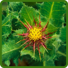 Unique Spiky Blooms of Blessed Thistle Herbs