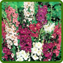 Diverse Colors of Verbascum Mullein Mix