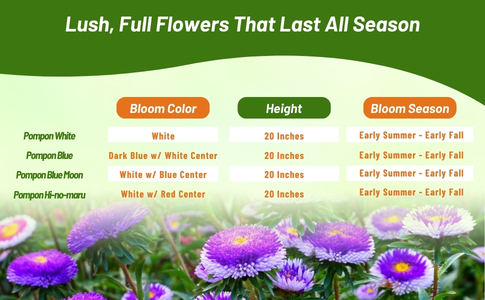 Bloom Season, Height, & Color Chart of Callistephus Tall Pompon Aster