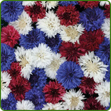 Bachelor Button Cornflower Fireworks Flowers