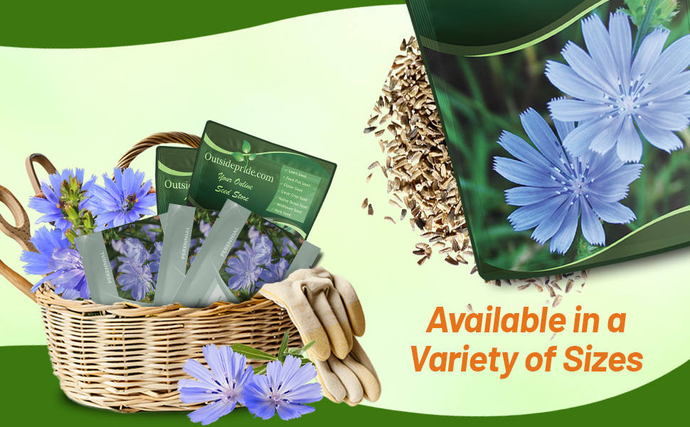 Chicory Seed Bag For Planting Flower Seeds