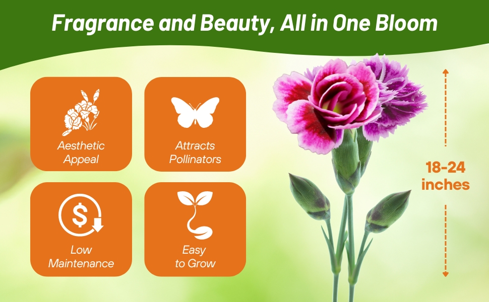 Dianthus Sweet William Easy To Grow & Maintain