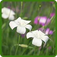 Long Bloom Season of Agrostemma Flowers