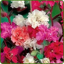 Vibrant Colors of Clarkia Flowers
