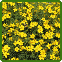 Bur Marigold Self-seeding Plant