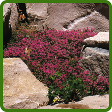 Fast Spreading Arabis Wall Rock Cress Ground Cover