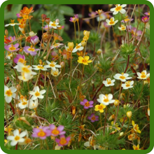 Leptosiphon Ground Cover Compact and Low-Growing Form